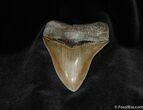 Beautiful Collector Grade Inch Megalodon Tooth #76-1